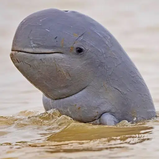 🐬