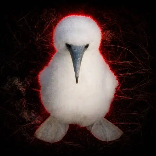 Booby