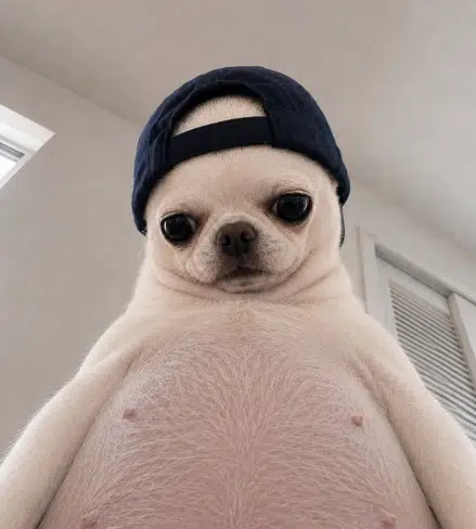 하치로