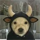 BULLCHUA