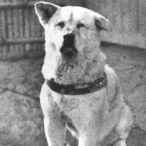 Hachikō
