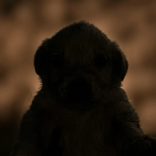 him