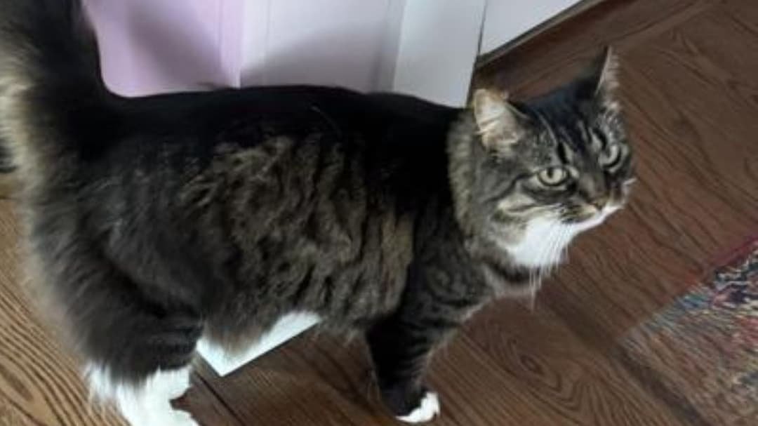 Mojo