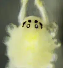 Theridion