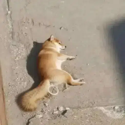 bonk
