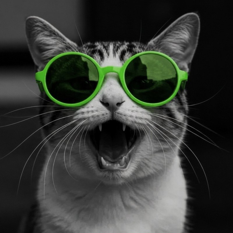 OKXCat