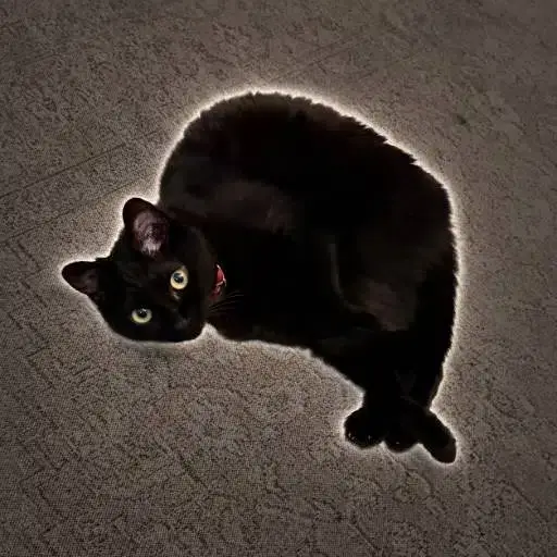 nono
