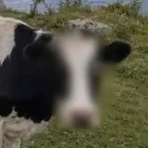 Anonymoose