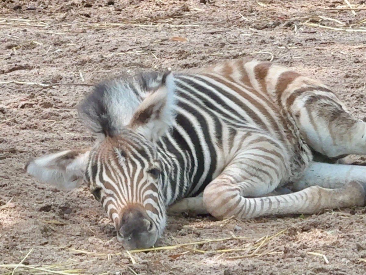 BABY ZEBRA