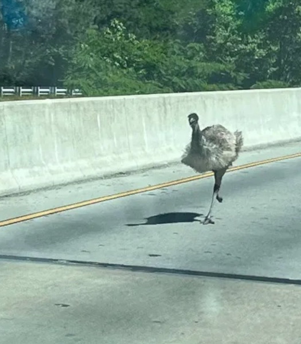 emu