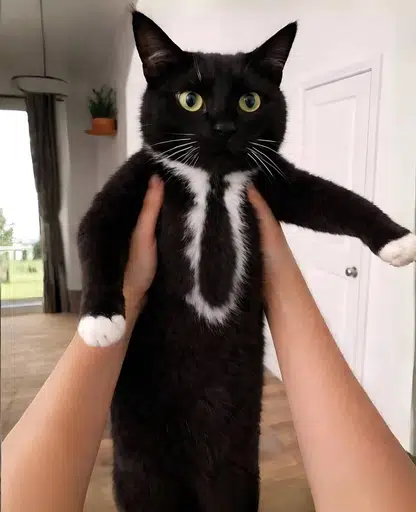 suit