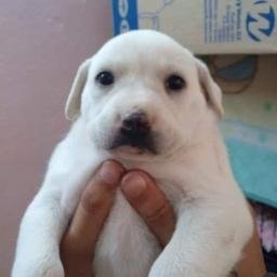 dolly