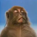 VIBES