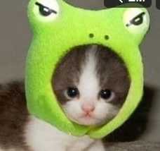toadcat