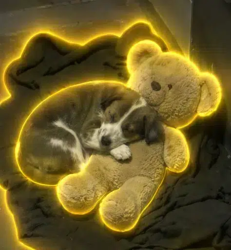 Teddy