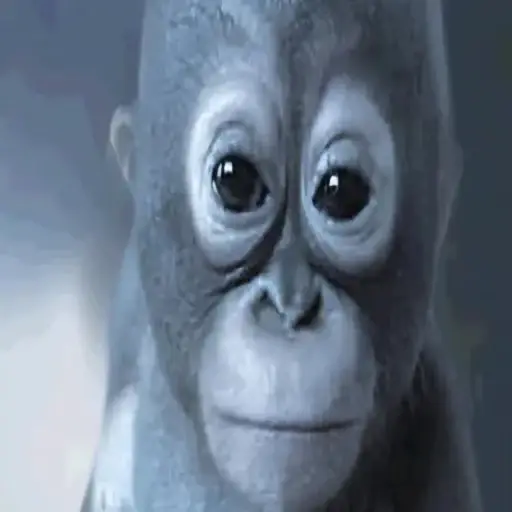 Budi