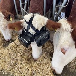 COWS