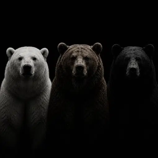 BEARS