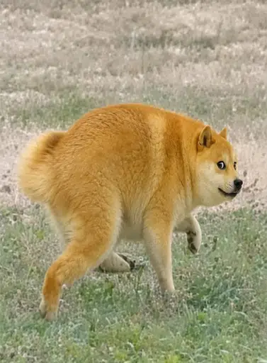 DOGEMOTHY