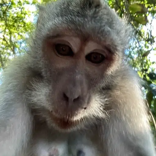 Selfie