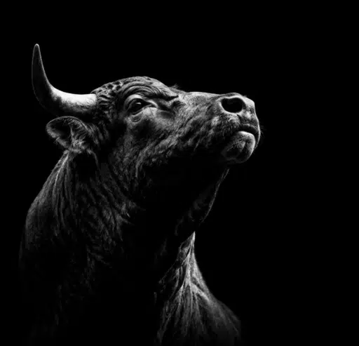 BULL
