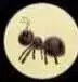 ANT