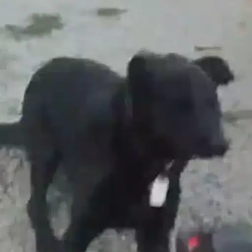 BOLO