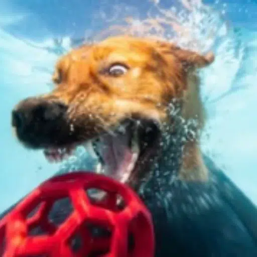 swimdog