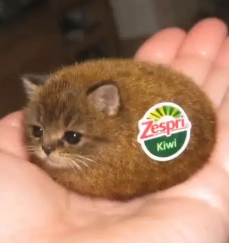 Zespri