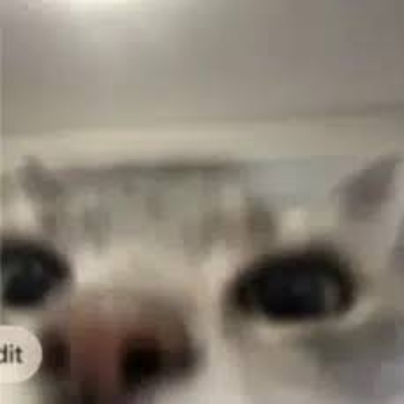 CATGPT
