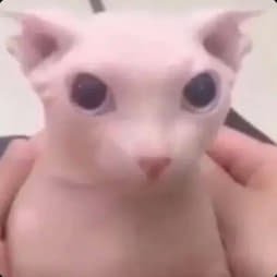 BINGUS