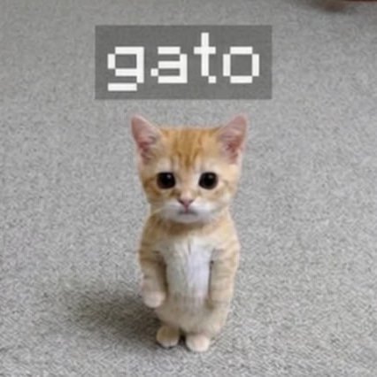gato — recently traded by Scharo on Solana