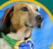 NEYDOG