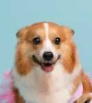 Cooper