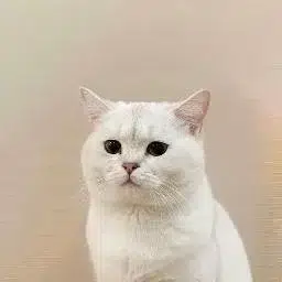 Bibi