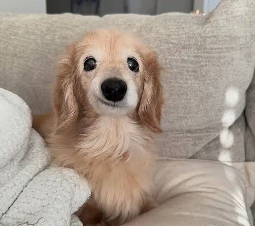 Bella