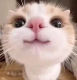 :3