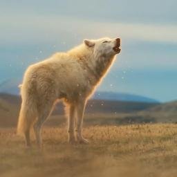 Wolf