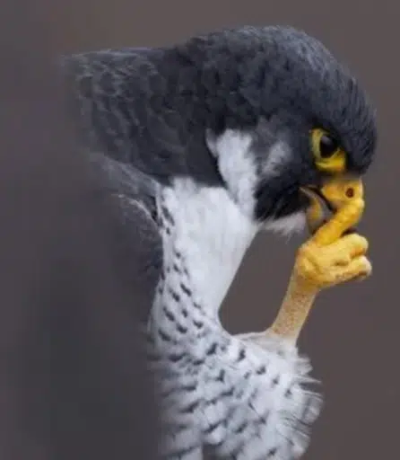 Shhh