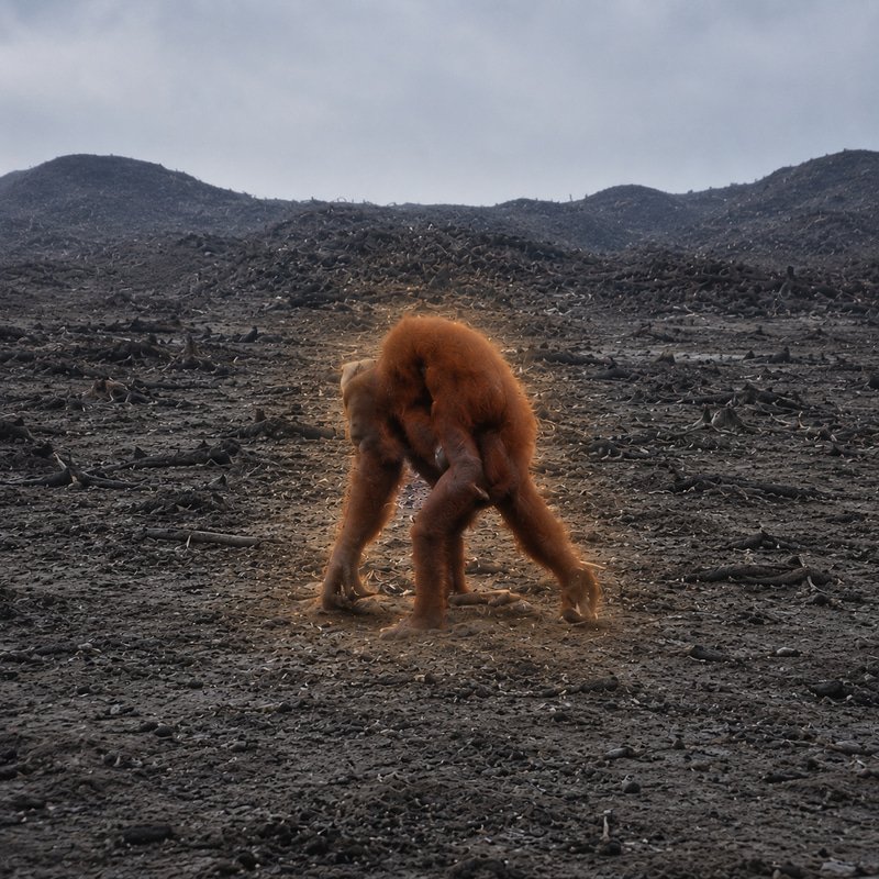 Orangutans