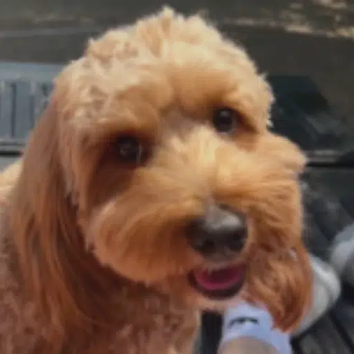 TOBY