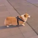 FomoDog