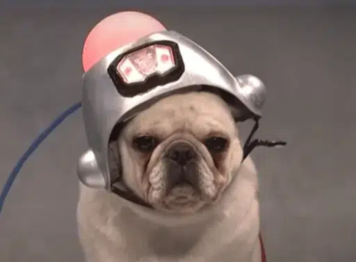 AIDOGS