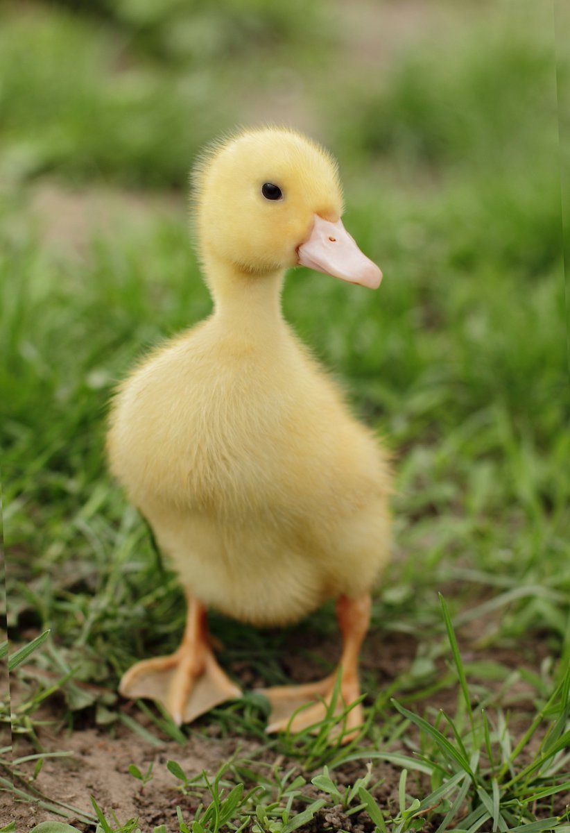 WADDLES