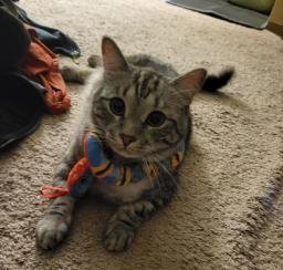Zuzu