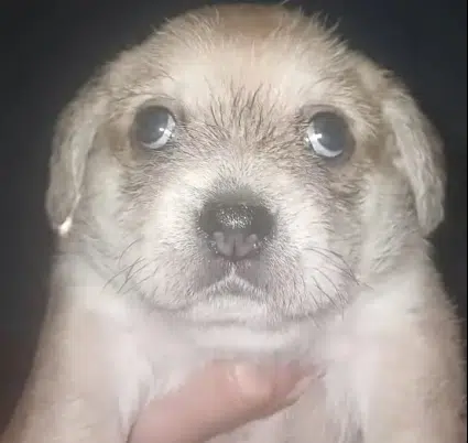 Carlitos