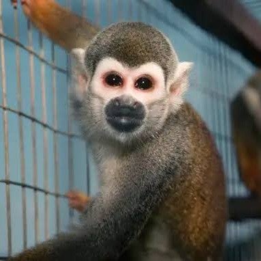 CLM — Chinese Lab Monkey Solana token traded by KOLs