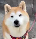 Maru-chan
