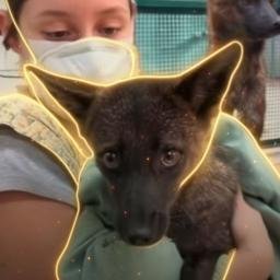 dogxim