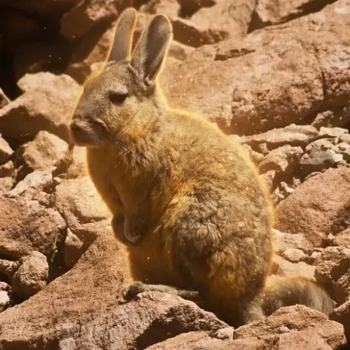 $Viscacha token logo